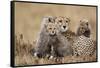 Cheetah with Cubs in Masai Mara National Reserve-Paul Souders-Framed Stretched Canvas
