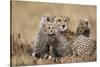 Cheetah with Cubs in Masai Mara National Reserve-Paul Souders-Stretched Canvas