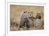 Cheetah with Cubs in Masai Mara National Reserve-Paul Souders-Framed Photographic Print