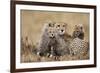 Cheetah with Cubs in Masai Mara National Reserve-Paul Souders-Framed Photographic Print