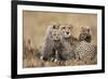 Cheetah with Cubs in Masai Mara National Reserve-Paul Souders-Framed Photographic Print