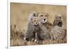 Cheetah with Cubs in Masai Mara National Reserve-Paul Souders-Framed Photographic Print