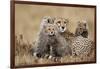 Cheetah with Cubs in Masai Mara National Reserve-Paul Souders-Framed Photographic Print