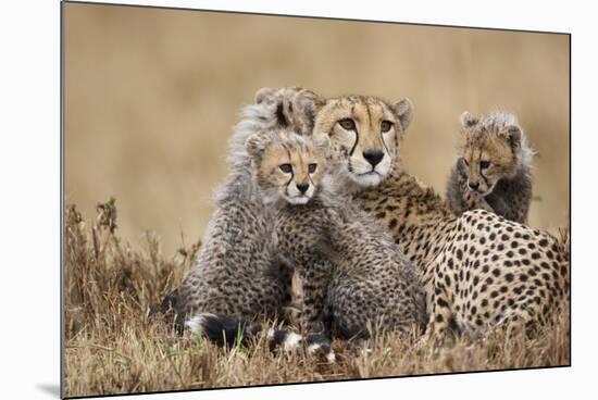 Cheetah with Cubs in Masai Mara National Reserve-Paul Souders-Mounted Photographic Print