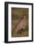 Cheetah with Cubs in Savannah-DLILLC-Framed Photographic Print