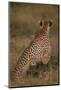 Cheetah with Cubs in Savannah-DLILLC-Mounted Photographic Print