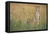 Cheetah with Cubs in Tall Grass-Paul Souders-Framed Stretched Canvas