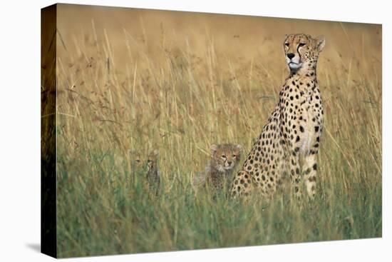 Cheetah with Cubs in Tall Grass-Paul Souders-Stretched Canvas