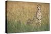 Cheetah with Cubs in Tall Grass-Paul Souders-Stretched Canvas