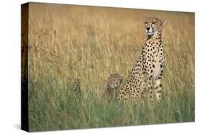 Cheetah with Cubs in Tall Grass-Paul Souders-Stretched Canvas