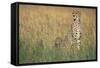 Cheetah with Cubs in Tall Grass-Paul Souders-Framed Stretched Canvas