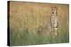 Cheetah with Cubs in Tall Grass-Paul Souders-Stretched Canvas