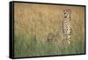 Cheetah with Cubs in Tall Grass-Paul Souders-Framed Stretched Canvas