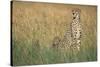 Cheetah with Cubs in Tall Grass-Paul Souders-Stretched Canvas