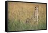 Cheetah with Cubs in Tall Grass-Paul Souders-Framed Stretched Canvas