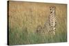 Cheetah with Cubs in Tall Grass-Paul Souders-Stretched Canvas