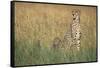 Cheetah with Cubs in Tall Grass-Paul Souders-Framed Stretched Canvas