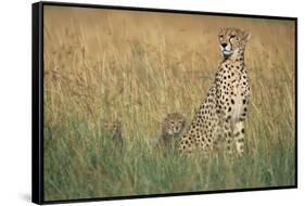 Cheetah with Cubs in Tall Grass-Paul Souders-Framed Stretched Canvas