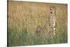 Cheetah with Cubs in Tall Grass-Paul Souders-Stretched Canvas