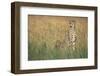 Cheetah with Cubs in Tall Grass-Paul Souders-Framed Photographic Print