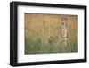 Cheetah with Cubs in Tall Grass-Paul Souders-Framed Photographic Print