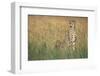 Cheetah with Cubs in Tall Grass-Paul Souders-Framed Photographic Print