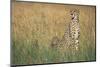 Cheetah with Cubs in Tall Grass-Paul Souders-Mounted Photographic Print