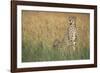 Cheetah with Cubs in Tall Grass-Paul Souders-Framed Photographic Print