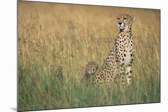 Cheetah with Cubs in Tall Grass-Paul Souders-Mounted Photographic Print