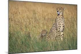 Cheetah with Cubs in Tall Grass-Paul Souders-Mounted Photographic Print
