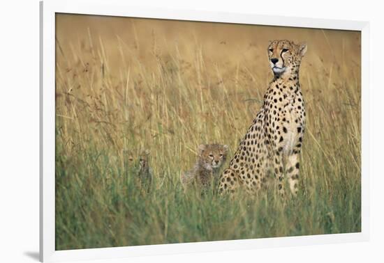 Cheetah with Cubs in Tall Grass-Paul Souders-Framed Photographic Print