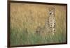 Cheetah with Cubs in Tall Grass-Paul Souders-Framed Photographic Print