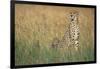 Cheetah with Cubs in Tall Grass-Paul Souders-Framed Photographic Print