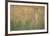 Cheetah with Cubs in Tall Grass-Paul Souders-Framed Photographic Print