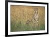 Cheetah with Cubs in Tall Grass-Paul Souders-Framed Photographic Print