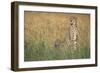 Cheetah with Cubs in Tall Grass-Paul Souders-Framed Photographic Print