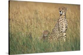 Cheetah with Cubs in Tall Grass-Paul Souders-Stretched Canvas