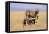 Cheetah with Four 6 Week-Old Cubs-null-Framed Stretched Canvas