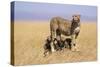 Cheetah with Four 6 Week-Old Cubs-null-Stretched Canvas