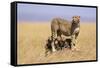 Cheetah with Four 6 Week-Old Cubs-null-Framed Stretched Canvas