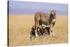 Cheetah with Four 6 Week-Old Cubs-null-Stretched Canvas