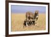 Cheetah with Four 6 Week-Old Cubs-null-Framed Photographic Print