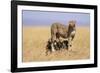 Cheetah with Four 6 Week-Old Cubs-null-Framed Photographic Print