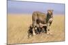 Cheetah with Four 6 Week-Old Cubs-null-Mounted Photographic Print