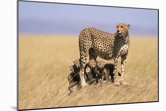 Cheetah with Four 6 Week-Old Cubs-null-Mounted Photographic Print