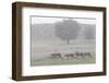 Cheetah with juveniles in storm, Kgalagadi Transfrontier Park-Ann & Steve Toon-Framed Photographic Print