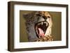 Cheetah Yawning-Paul Souders-Framed Photographic Print