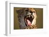 Cheetah Yawning-Paul Souders-Framed Photographic Print