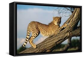 Cheetah Young Stretches on Tree Trunk-null-Framed Stretched Canvas