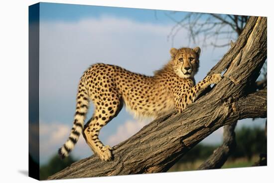 Cheetah Young Stretches on Tree Trunk-null-Stretched Canvas